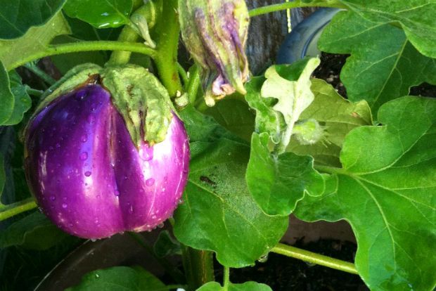 Ραπανάκια, blackgold.bz