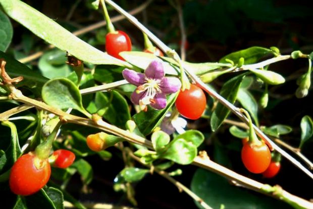 photo: Άντυ Παξινός