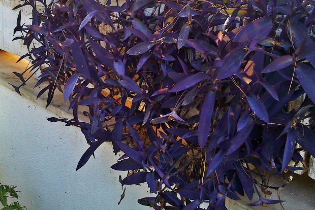 photo: Μαρία Πετρίδη