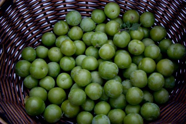 photo: Φιλάρετος Ψημμένος