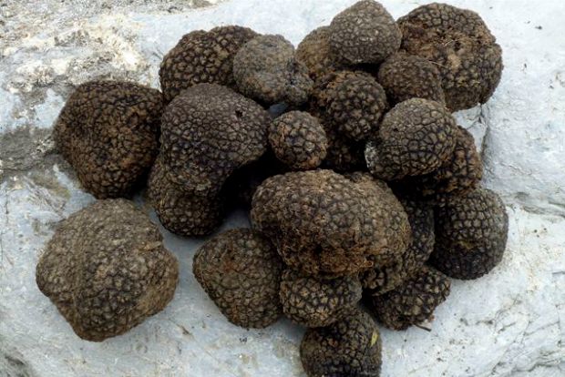 Δενδρύλλιο τρούφας - το ριζικό του σύστηµα έχει µολυνθεί µε το µυκήλιο μυκήτων του γένους Tuber