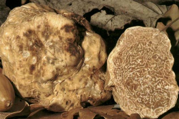 Tuber Uncinatum, trufflefarming.wordpress.com