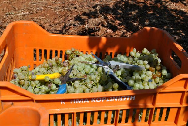 photo: Άννα Γαλανού