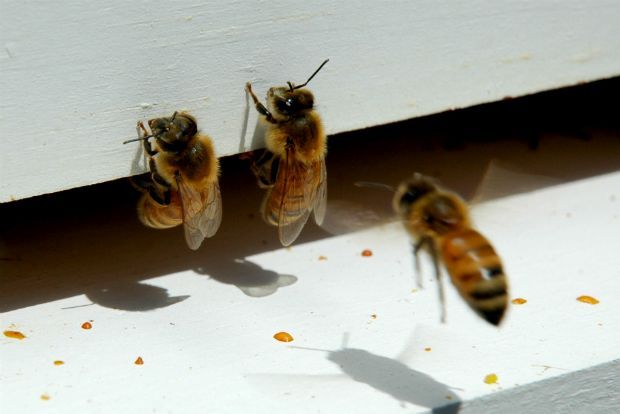 Photo: waywardspark.com