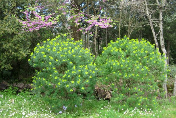 Euphorbia dendroides