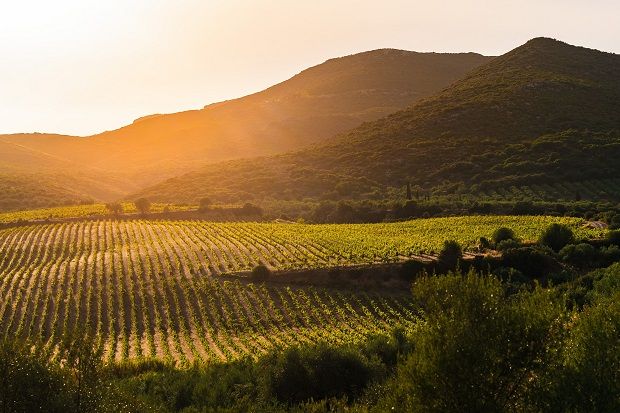 Στον αμπελώνα της Οινοποιητικής Μονεμβασιάς, ο Γιώργος Τσιμπίδης καλλιεργεί βιολογικά σπάνιες τοπικές ποικιλίες