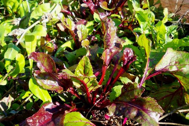 photo: Άντυ Παξινός