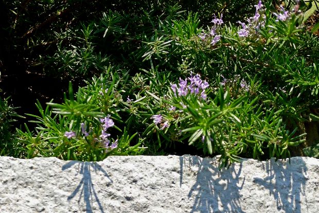 Και το δενδρολίβανο