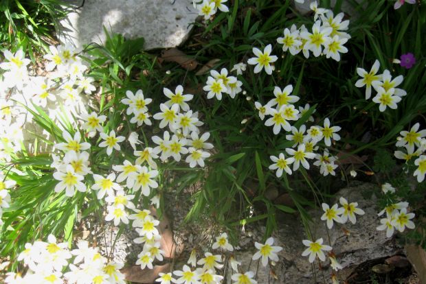 Photo: Sparaxis bulbifera