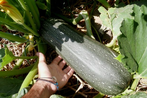 photo: Άντυ Παξινός