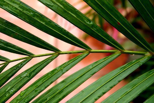 Photo: plantsrescue.com