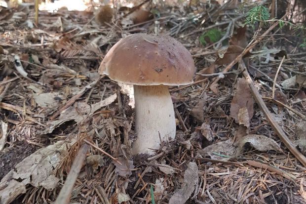 [photo: Φιλάρετος Ψημμένος]