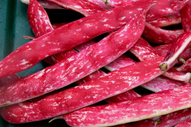 danielmountgardens.blogspot.com