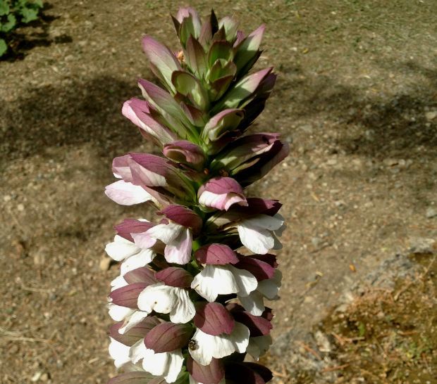 Acanthus mollis