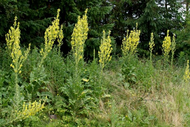 Verbascum