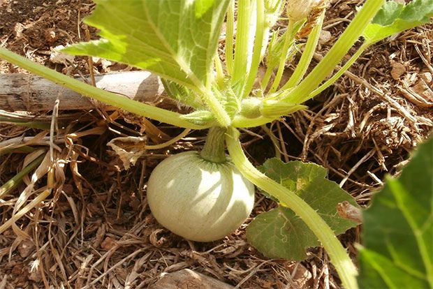 Photo: Παξινός Άντυ