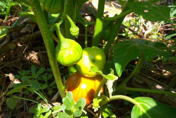 photo: Άντυ Παξινός