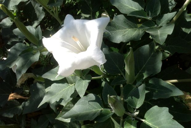 Datura