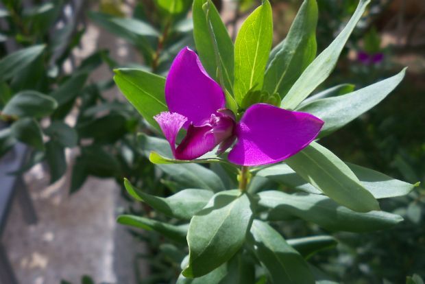 photo: Άντυ Παξινός