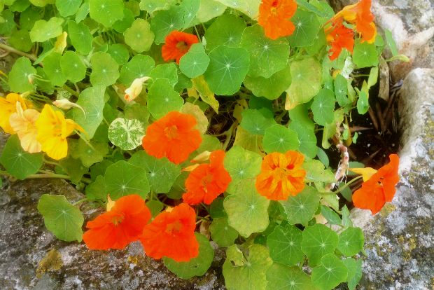 Καπουτσίνοι