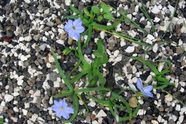 Tristagma 'Rolf Feidler'