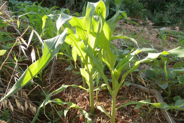 Photo: Αντυ Παξινός