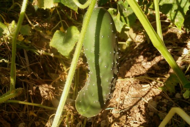photo: Άντυ Παξινός