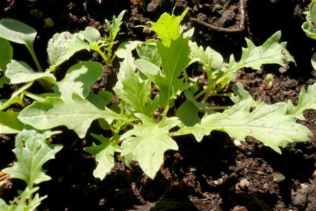 photo: Άντυ Παξινός