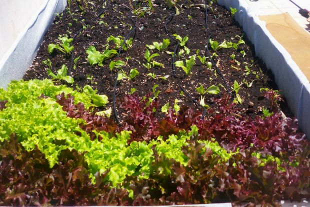 Προσθέτουμε περλίτη ίσο με ένα τέταρτο του μείγματος για καλύτερο αερισμό του χώματος και τα ανακατεύουμε καλά όλα μεταξύ τους / photo: Άντυ Παξινός