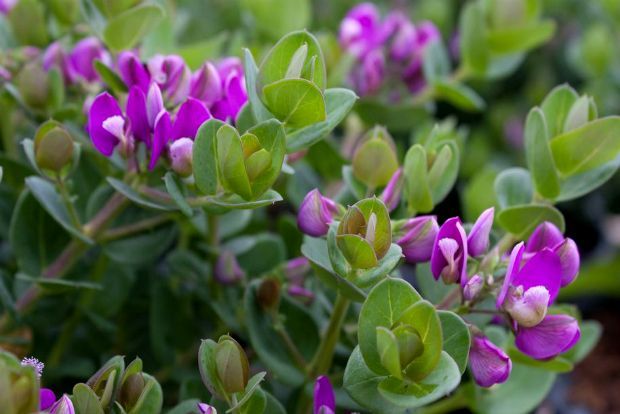 Γρεβιλέα, fytorio-amadryas.gr