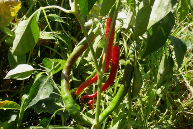 photo: Άντυ Παξινός