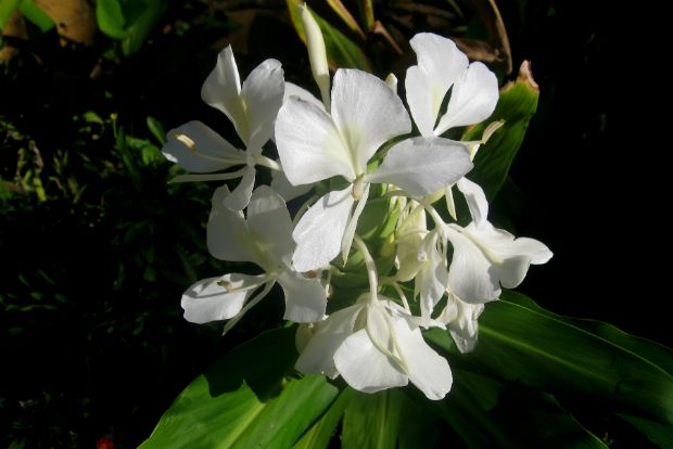 Hedychium