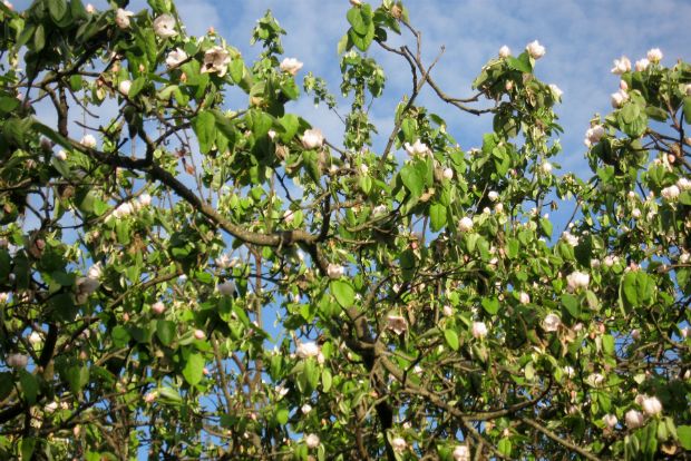 Quince tree