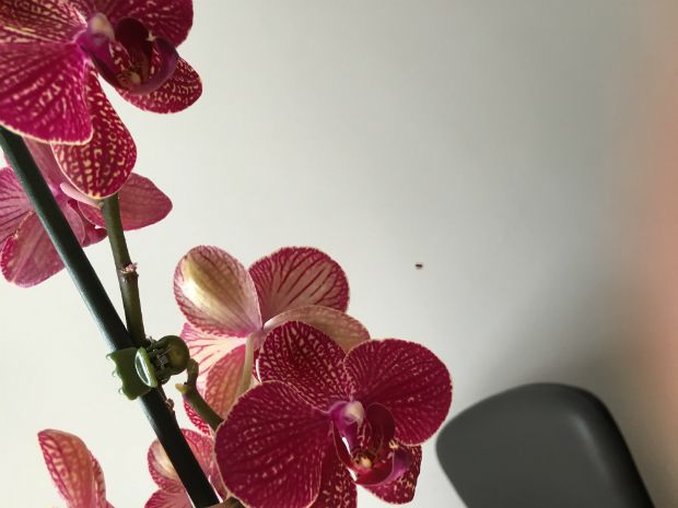 photo: Στέλλα Αλαφούζου