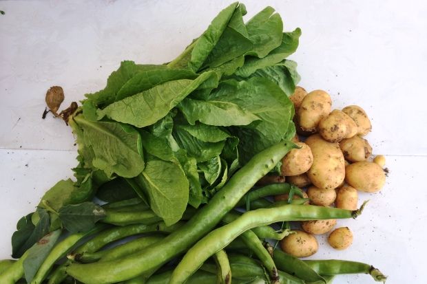 Δενδρύλλιο γκότζι-μπέρι δύο ετών στο κτήμα Αρότρια, photo: Κική Τριανταφύλλη