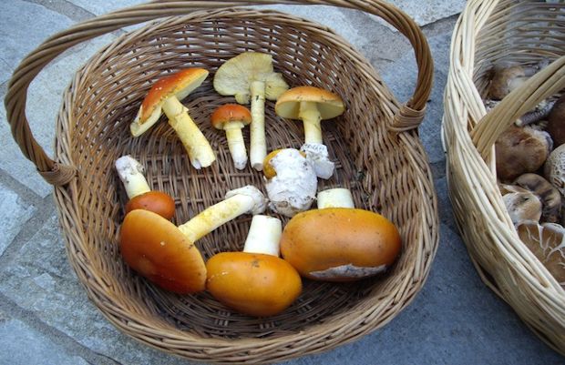 Μια signamanita με ένα μπουκέτο γουργουλιάνες