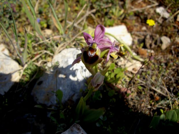 Δactylohriza saccifera, photo: Φιλάρετος Ψημμένος