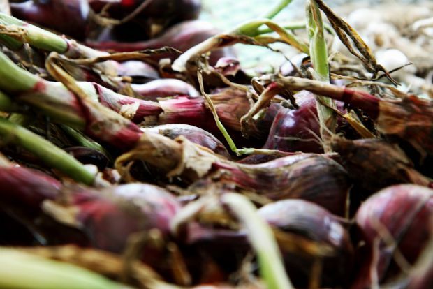 Photo: aggieerin@Flickr