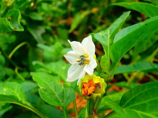 photo: Άντυ Παξινός
