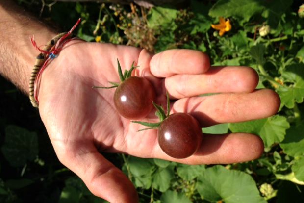 Μια μικρή ζούγκλα κάπου στην Αττική / φωτό: Κική Τριανταφύλλη