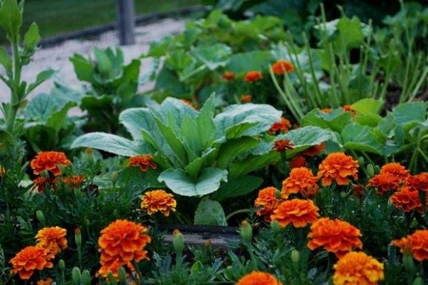 Photo: bonnieplants.com