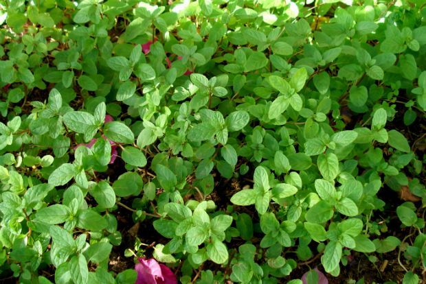 Photo: gardeningknowhow.com