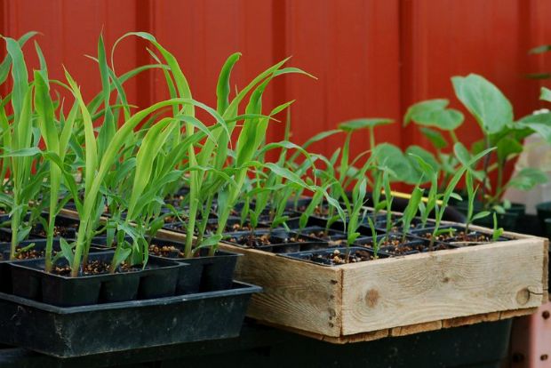 Photo: pigletinportugal.com