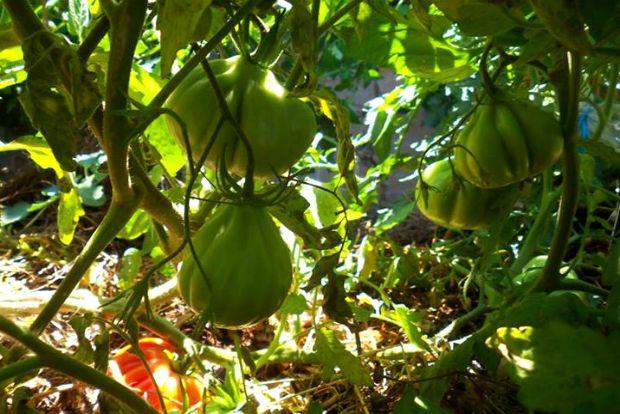 photo: Άντυ Παξινός