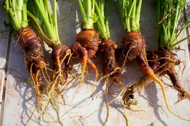 photo: Άντυ Παξινός