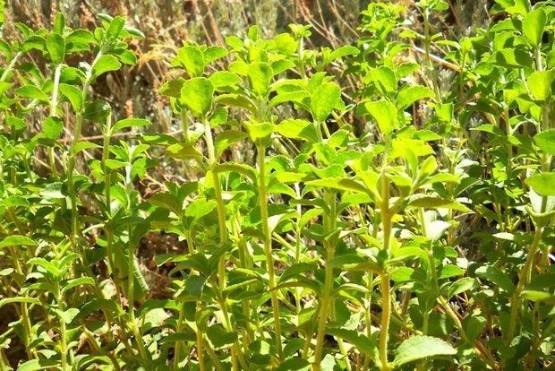 photo: Άντυ Παξινός