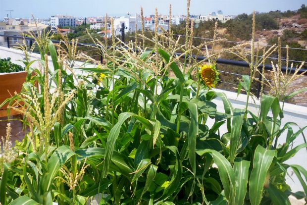 photo: Άντυ Παξινός