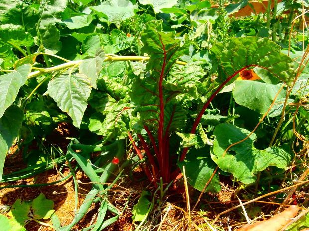 photo: Άντυ Παξινός