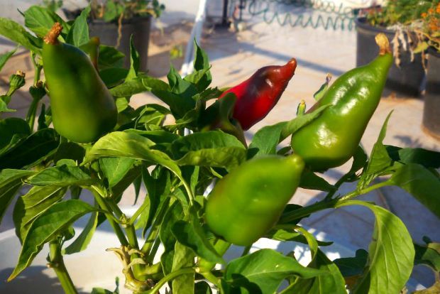 photo: Άντυ Παξινός