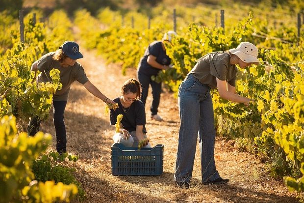 Τρύγος στον βιολογικό αμπελώνα της Οινοποιητικής Μονεμβασιάς